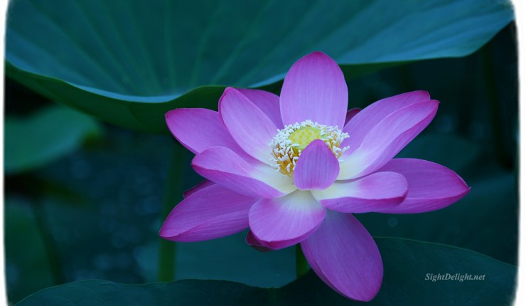 Lotus Seeds Can Help You Become A High Blood Sugar-Fighting&nbsp;Ninja!